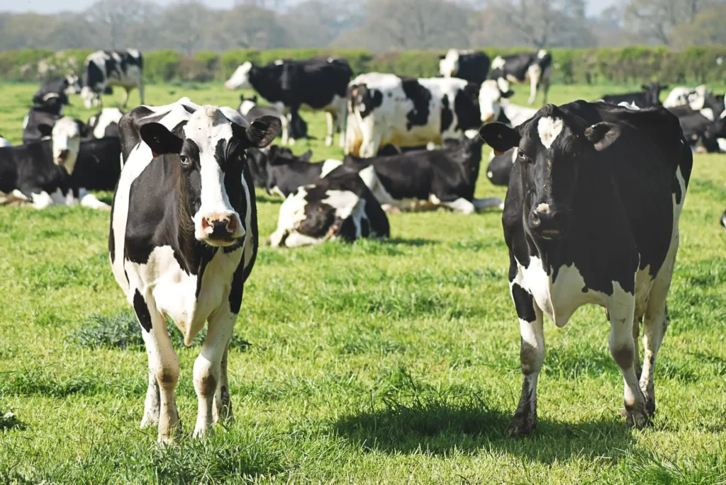 UP Dairy Subsidy Scheme 2026