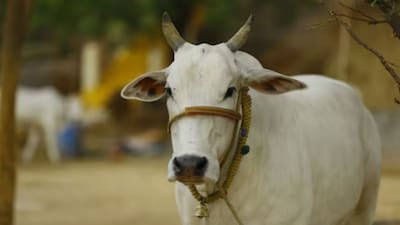 Dairy Farmer Scheme UP