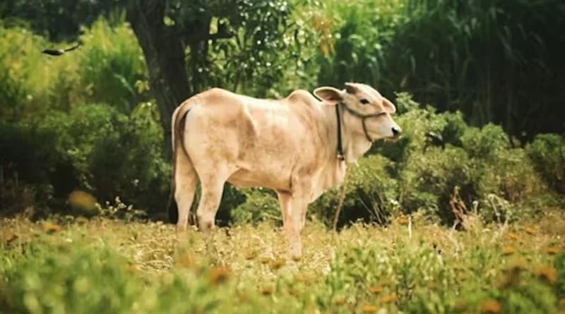 Dairy Farmer Scheme UP