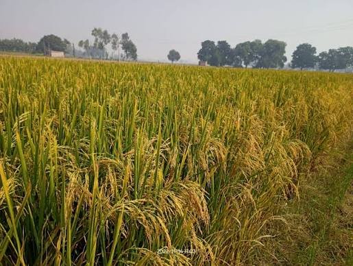 Paddy Farming Tips