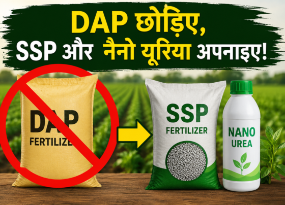 DAP Fertilizer Shortage