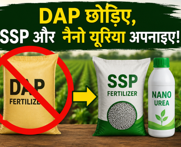 DAP Fertilizer Shortage