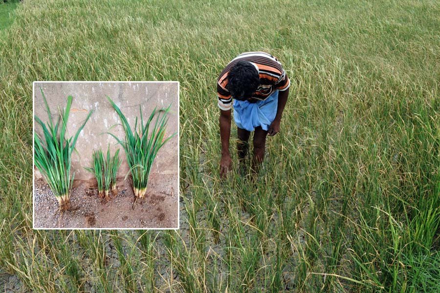 Rice Dwarf Virus