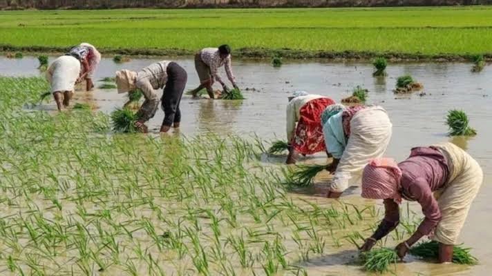 Paddy Transplanting Tips