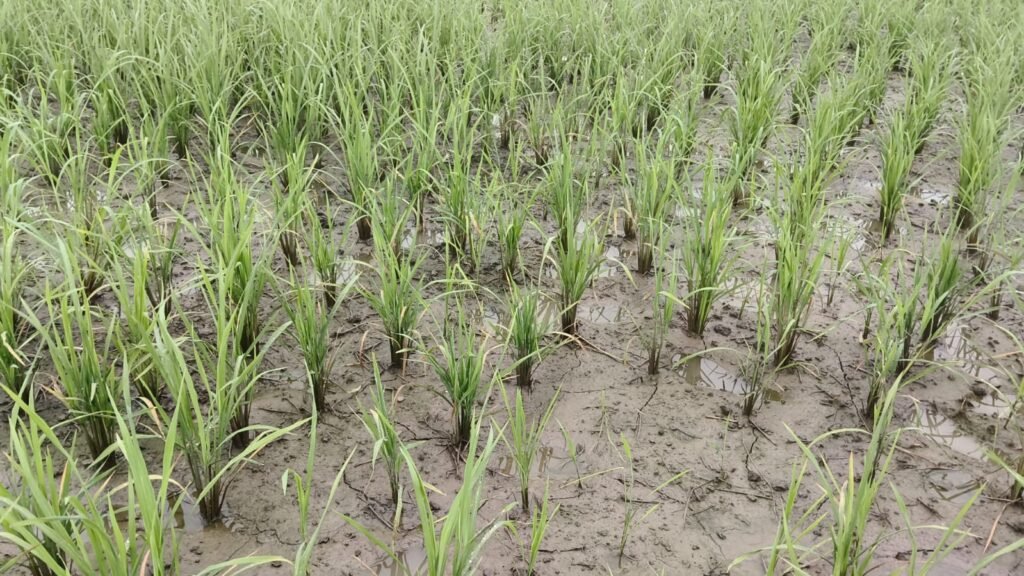 Rice Dwarf Virus