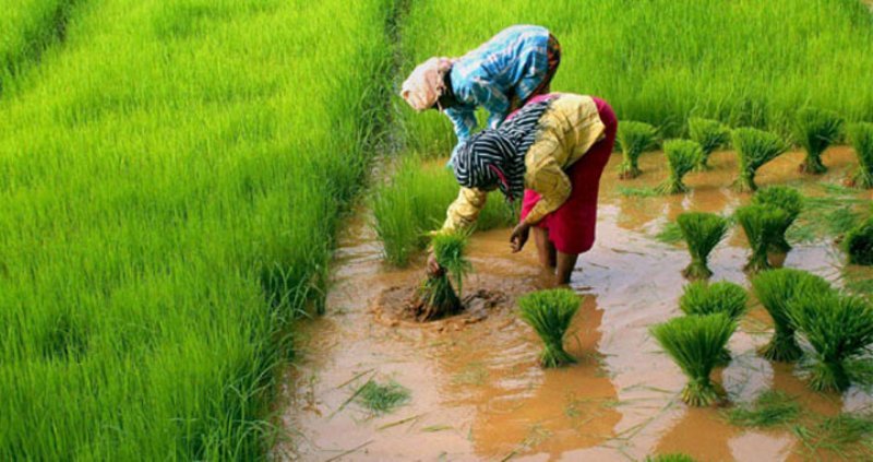 Paddy Transplanting Tips
