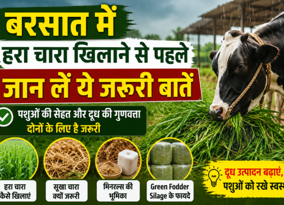 Green Fodder Silage
