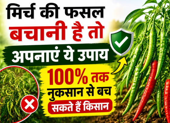Chilli Leaf Curl Virus