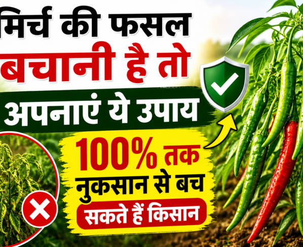 Chilli Leaf Curl Virus