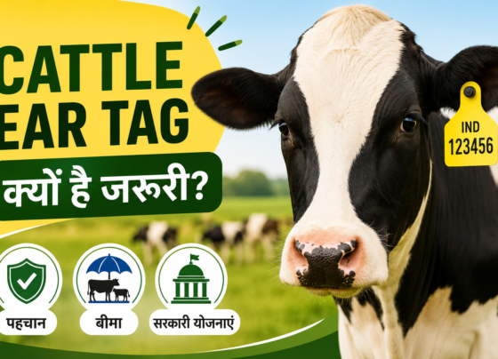 Cattle Ear Tag