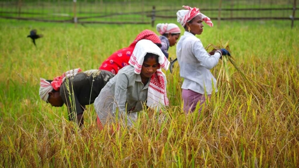 El Nino Impact on Farmers