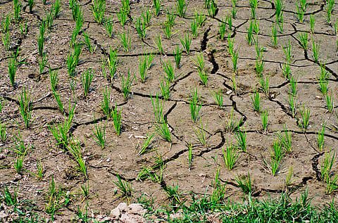 El Nino Impact on Farmers