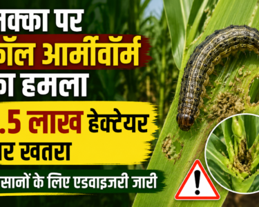 Maize Fall Armyworm