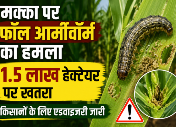 Maize Fall Armyworm