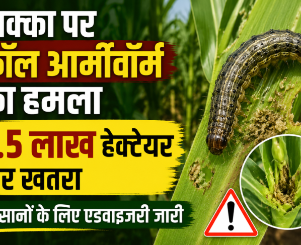 Maize Fall Armyworm
