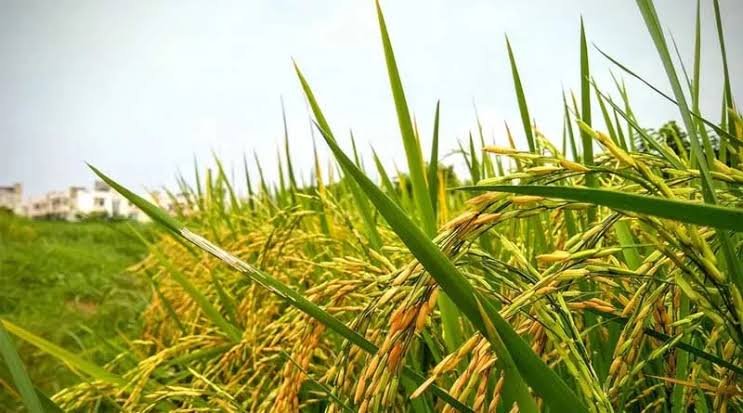 Paddy grass control methods