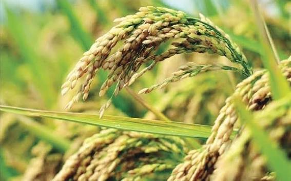 Paddy grass control methods