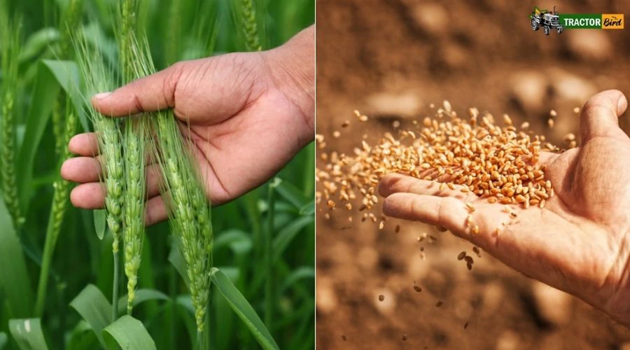 Wheat Farming Guide