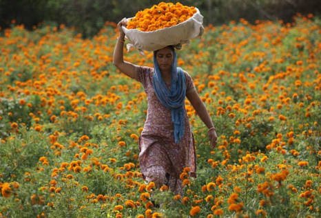 Marigold Farming Tips