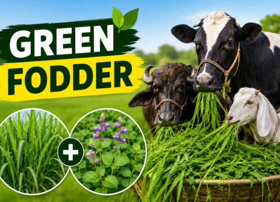 Green Fodder