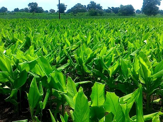 Turmeric Farming