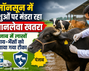 Punjab HS Vaccination Campaign