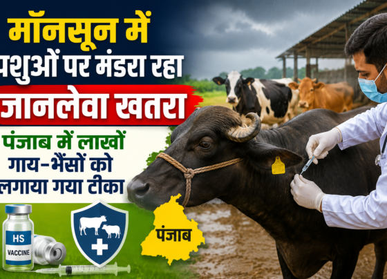 Punjab HS Vaccination Campaign