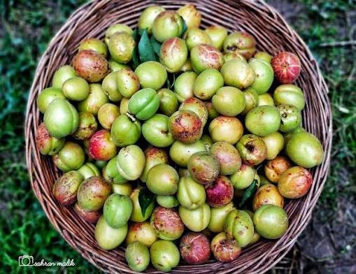 Jammu Kashmir Fruits