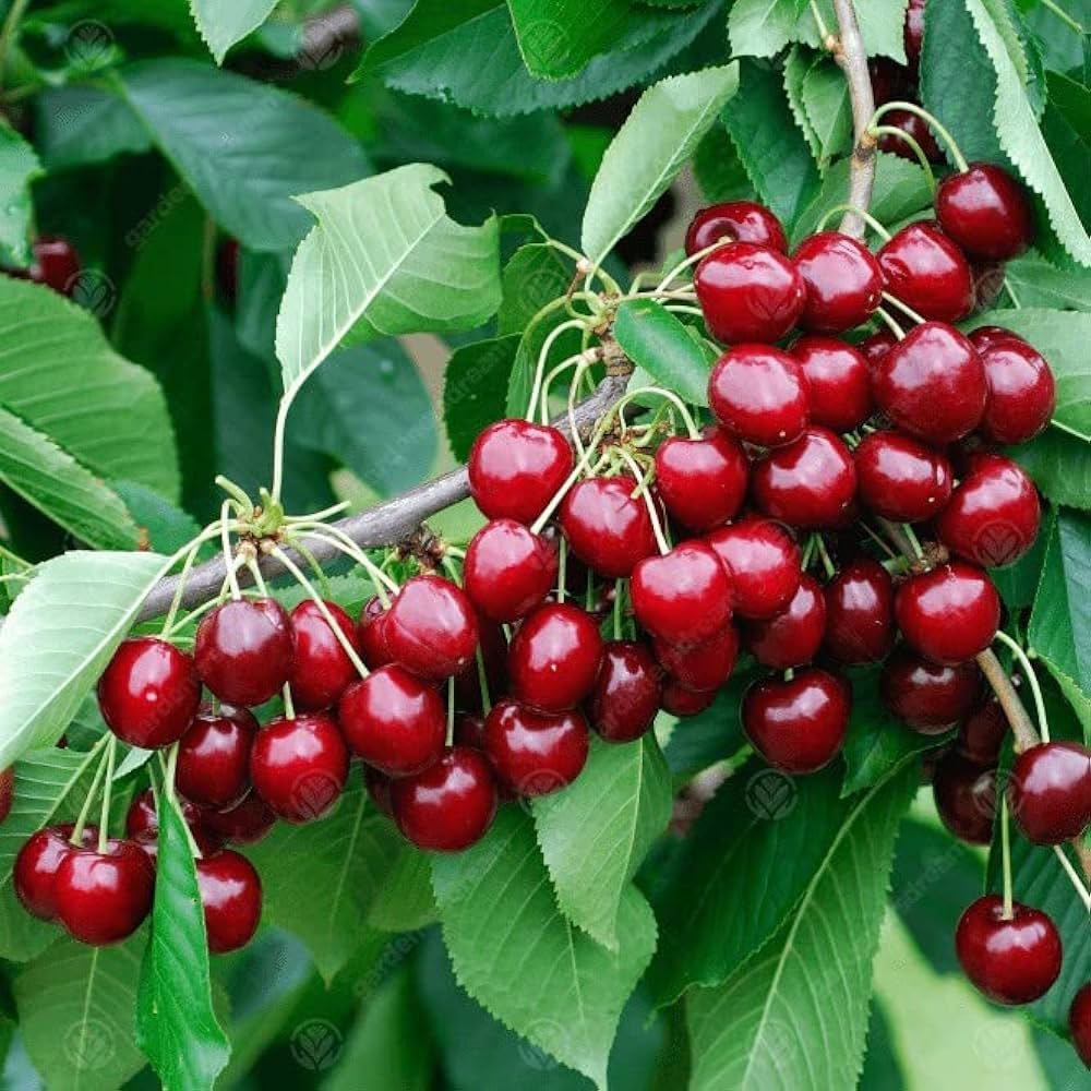 Jammu Kashmir Fruits