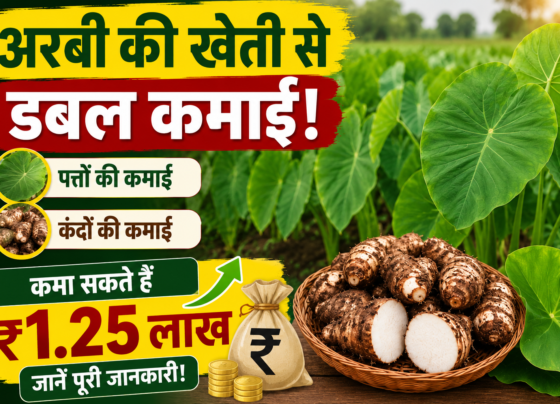 Arbi Ki Kheti Kaise Kare