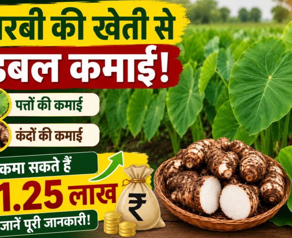 Arbi Ki Kheti Kaise Kare