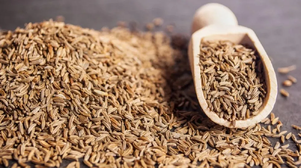 Cumin Farming in India