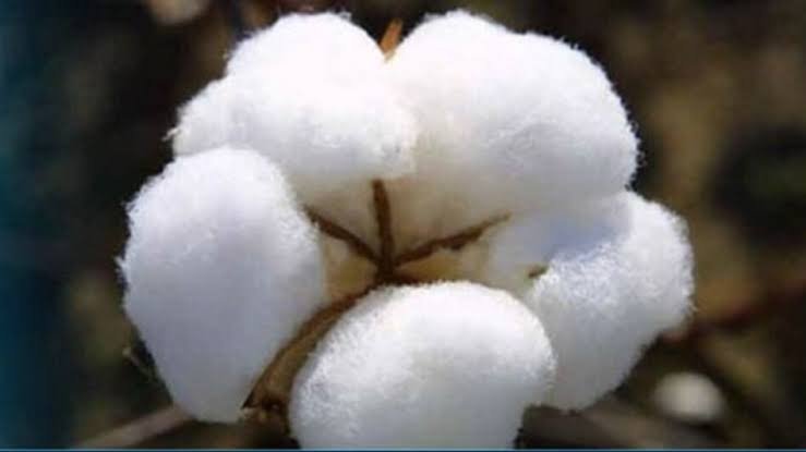 Cotton Farming India