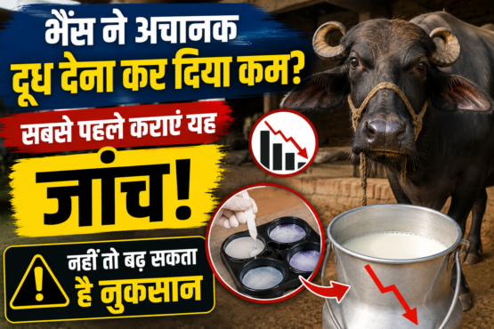 Bhains Ka Doodh Kam Hone Ke Karan