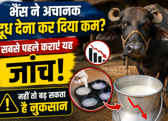 Bhains Ka Doodh Kam Hone Ke Karan