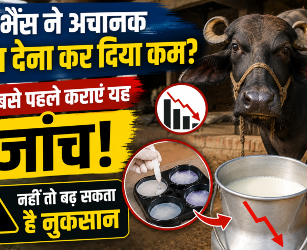Bhains Ka Doodh Kam Hone Ke Karan