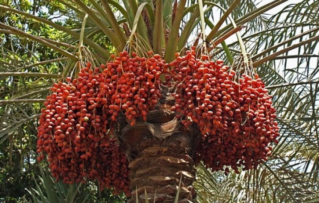 Date Palm Farming