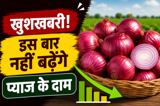 Onion Price