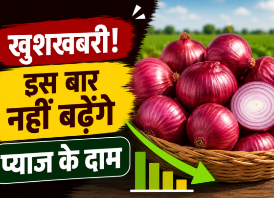 Onion Price