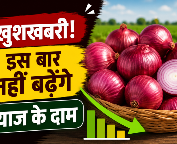 Onion Price
