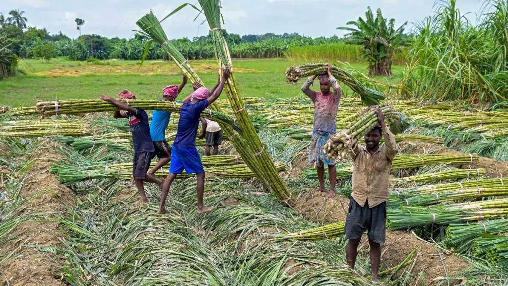 Sugarcane Farming