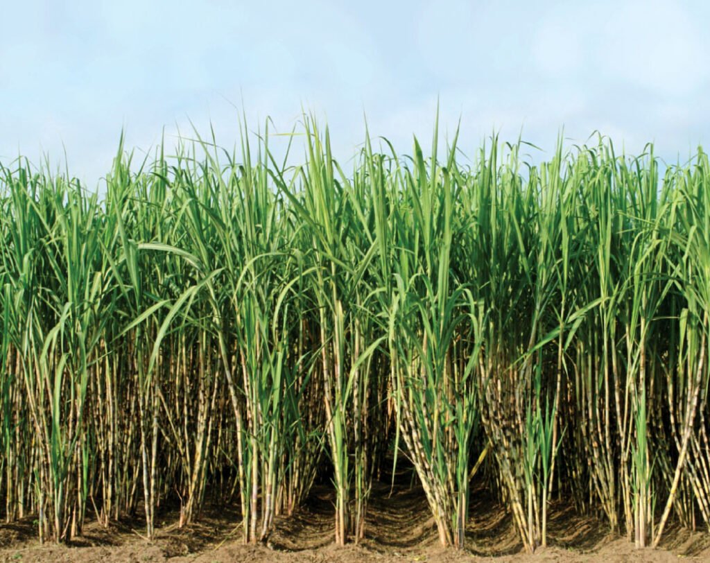 Sugarcane Farming