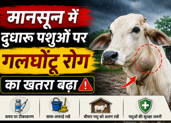 Animal Health Tips