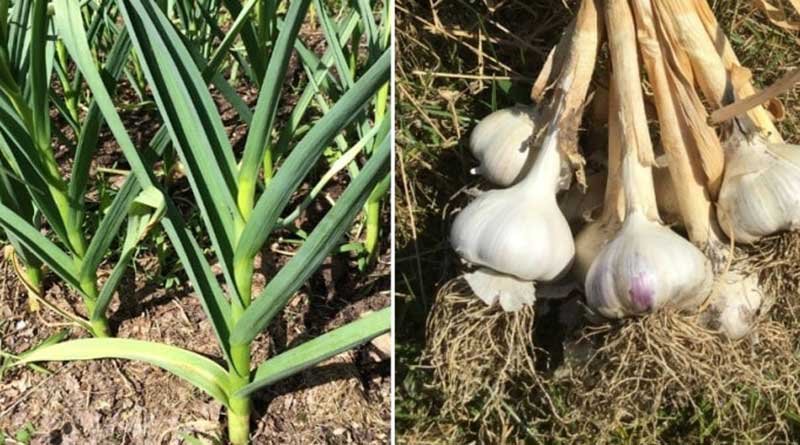 Garlic Farming