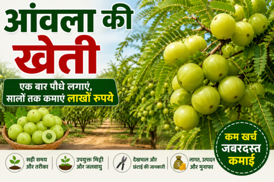 Amla Ki Kheti Kaise Kare