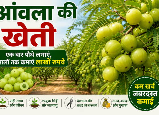 Amla Ki Kheti Kaise Kare