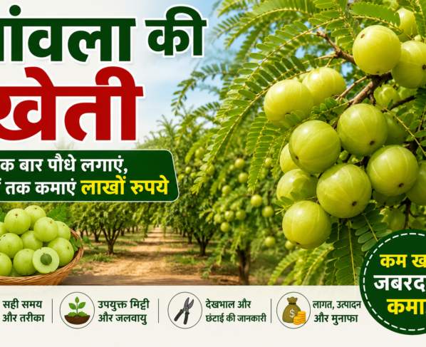 Amla Ki Kheti Kaise Kare
