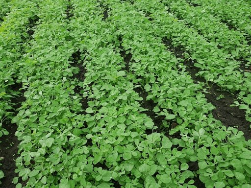 Fenugreek Farming India