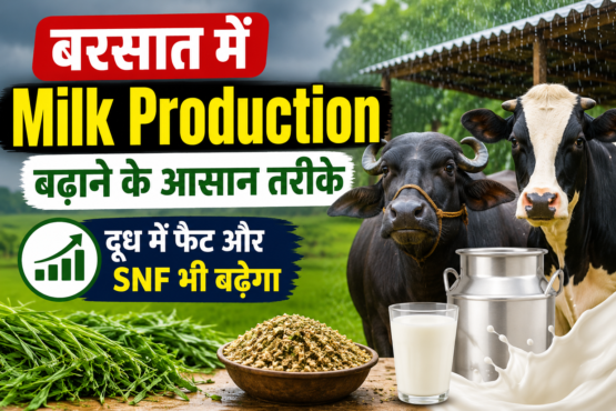 Milk Production