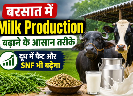 Milk Production